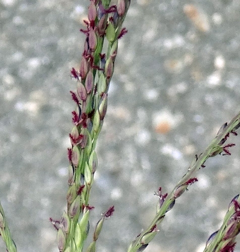Pflanzenbild gross Bluthirse - Digitaria sanguinalis aggr.