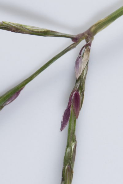 Pflanzenbild gross Bluthirse - Digitaria sanguinalis aggr.