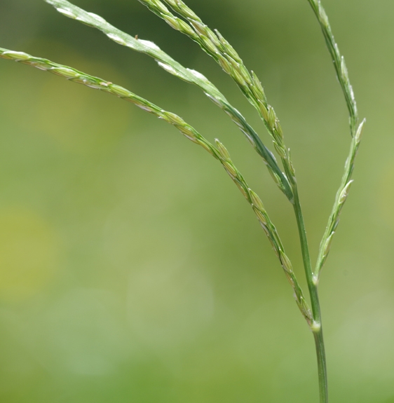 Pflanzenbild gross Bluthirse - Digitaria sanguinalis aggr.
