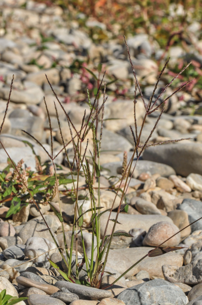Pflanzenbild gross Bluthirse - Digitaria sanguinalis aggr.