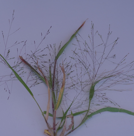 Pflanzenbild gross Haarästige Hirse - Panicum capillare aggr.