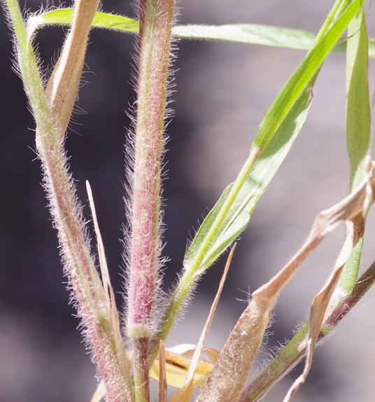 Pflanzenbild gross Haarästige Hirse - Panicum capillare aggr.