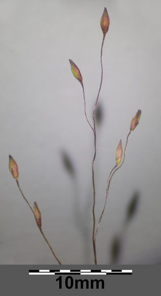 Pflanzenbild gross Haarästige Hirse - Panicum capillare aggr.