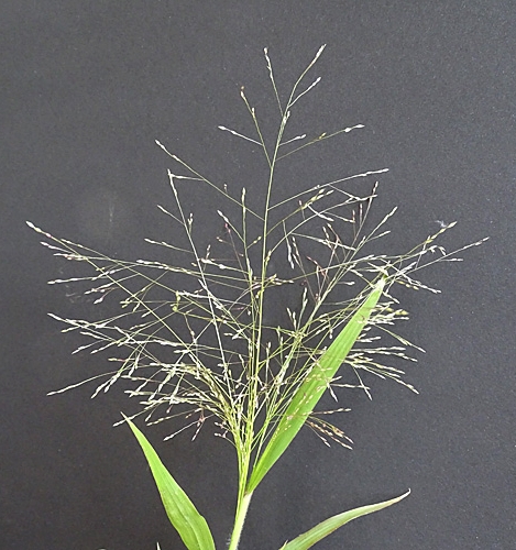 Pflanzenbild gross Haarästige Hirse - Panicum capillare aggr.