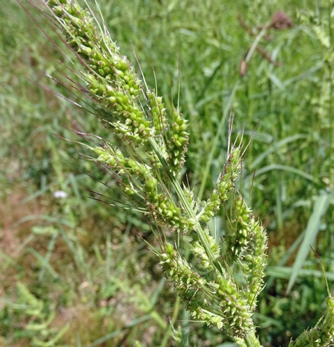 Pflanzenbild gross Hühnerhirse - Echinochloa crus-galli