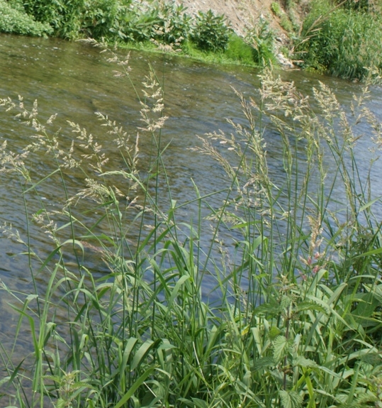 Pflanzenbild gross Rohr-Glanzgras - Phalaris arundinacea