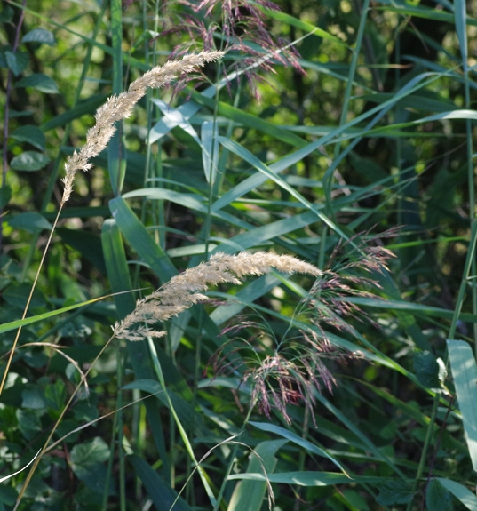 Pflanzenbild gross Rohr-Glanzgras - Phalaris arundinacea