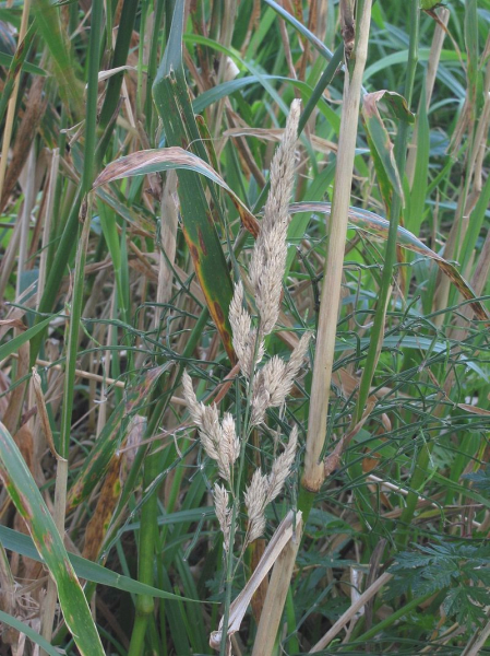 Pflanzenbild gross Rohr-Glanzgras - Phalaris arundinacea