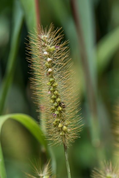 Pflanzenbild gross Graugrüne Borstenhirse - Setaria pumila