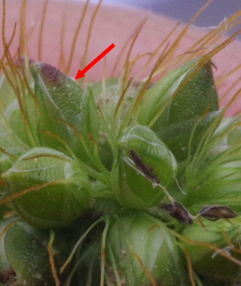 Pflanzenbild gross Graugrüne Borstenhirse - Setaria pumila