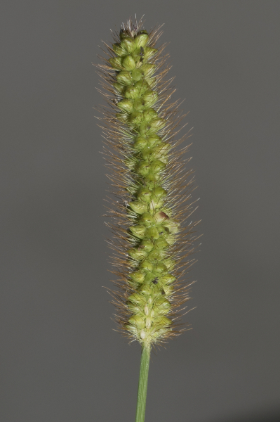 Pflanzenbild gross Graugrüne Borstenhirse - Setaria pumila