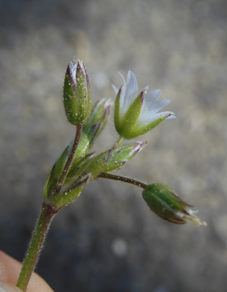 Pflanzenbild gross Gemeines Hornkraut - Cerastium fontanum