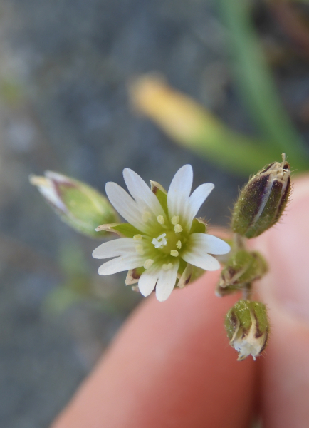 Pflanzenbild gross Gemeines Hornkraut - Cerastium fontanum