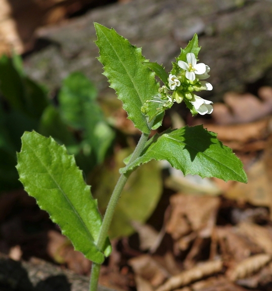 Pflanzenbild gross Turm-Gänsekresse - Arabis turrita