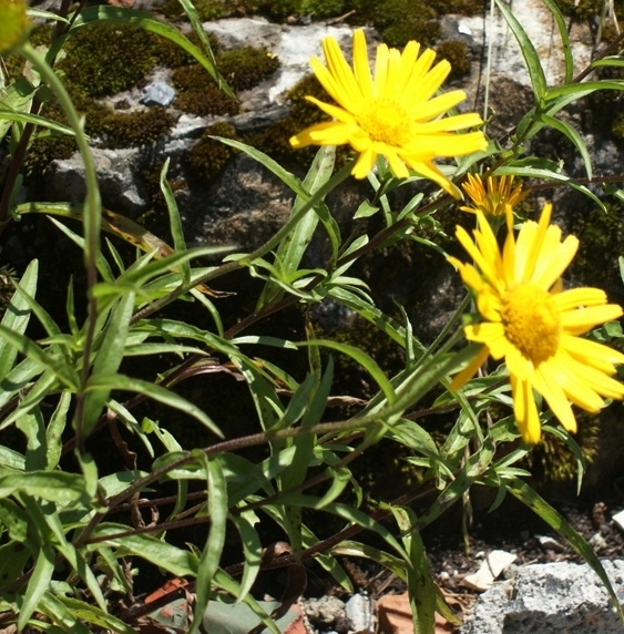Pflanzenbild gross Weidenblättriges Rindsauge - Buphthalmum salicifolium