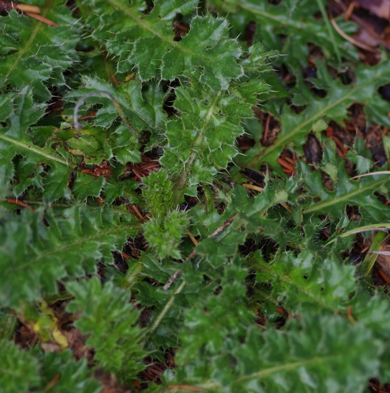 Pflanzenbild gross Stängellose Kratzdistel - Cirsium acaule