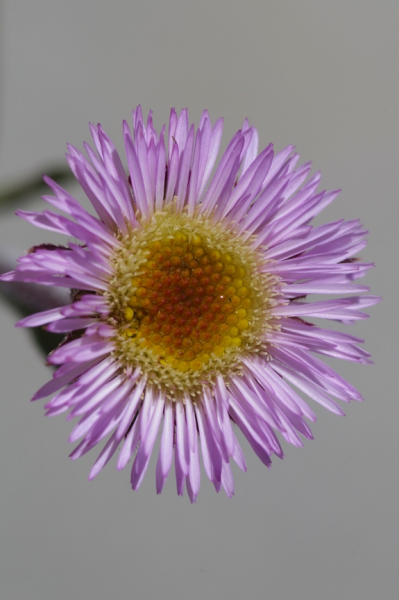 Pflanzenbild gross Alpen-Berufkraut - Erigeron alpinus
