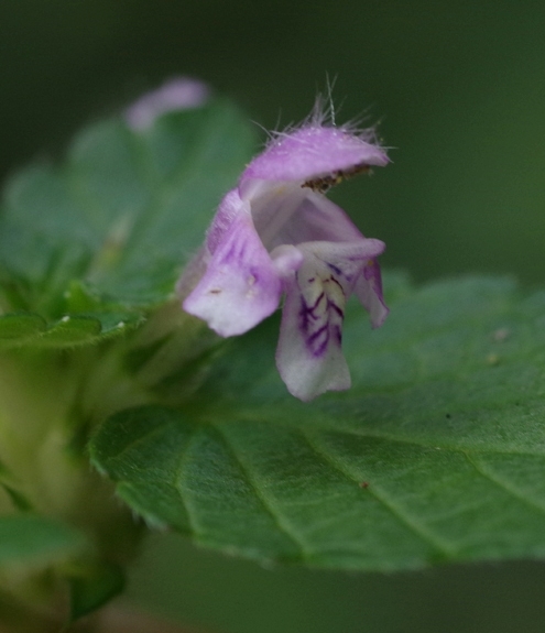 Pflanzenbild gross Stechender Hohlzahn - Galeopsis tetrahit