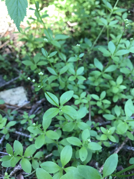 Pflanzenbild gross Rundblättriges Labkraut - Galium rotundifolium