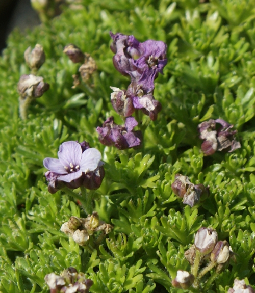 Pflanzenbild gross Steinschmückel - Petrocallis pyrenaica