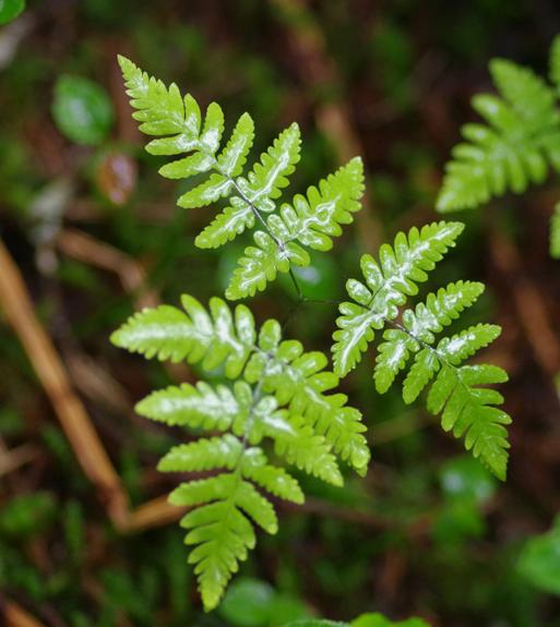 Pflanzenbild gross Eichenfarn - Gymnocarpium dryopteris