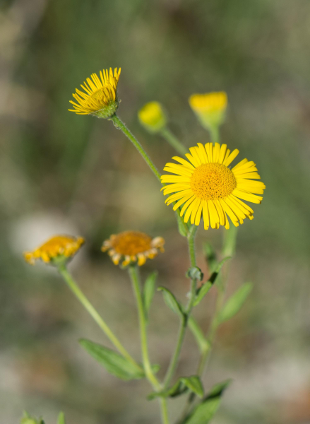 Pflanzenbild gross Grosses Flohkraut - Pulicaria dysenterica