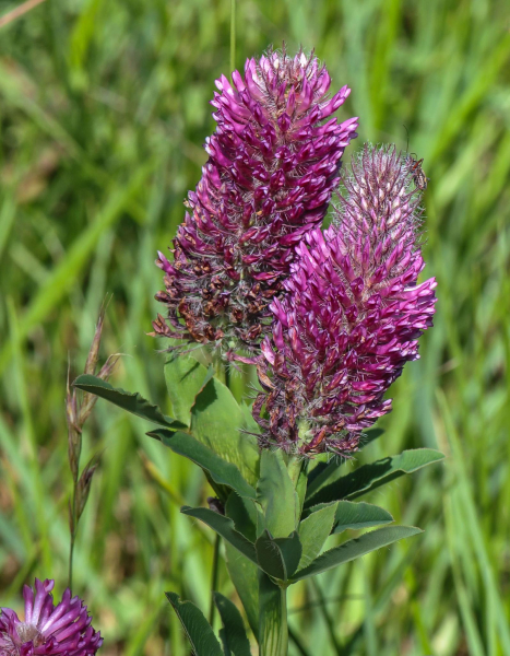Pflanzenbild gross Purpur-Klee - Trifolium rubens
