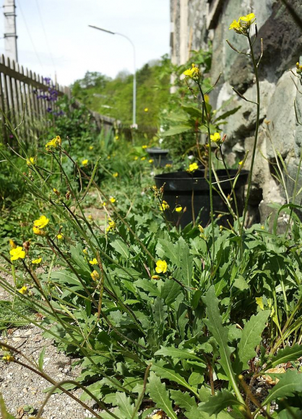 Pflanzenbild gross Mauer-Doppelsame - Diplotaxis muralis
