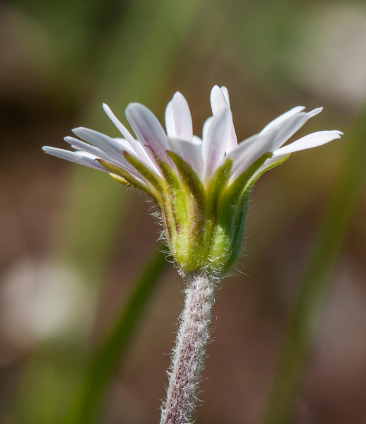 Pflanzenbild gross Alpenmasslieb - Aster bellidiastrum