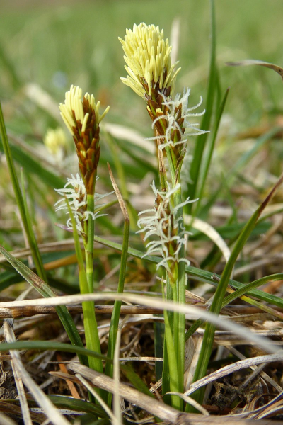 Pflanzenbild gross Frühlings-Segge - Carex caryophyllea
