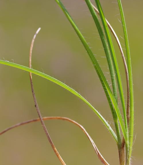Pflanzenbild gross Aufrechte Trespe - Bromus erectus