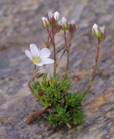 Pflanzenbild gross Krummblättrige Miere - Minuartia recurva