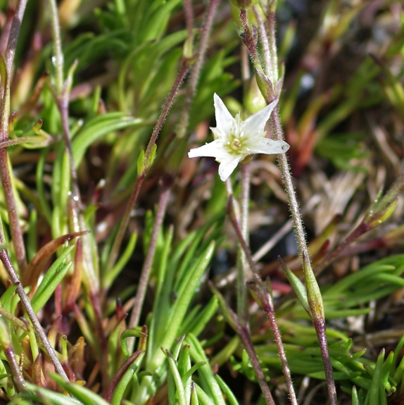 Pflanzenbild gross Krummblättrige Miere - Minuartia recurva