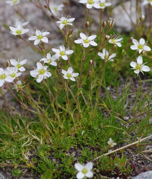 Pflanzenbild gross Krummblättrige Miere - Minuartia recurva