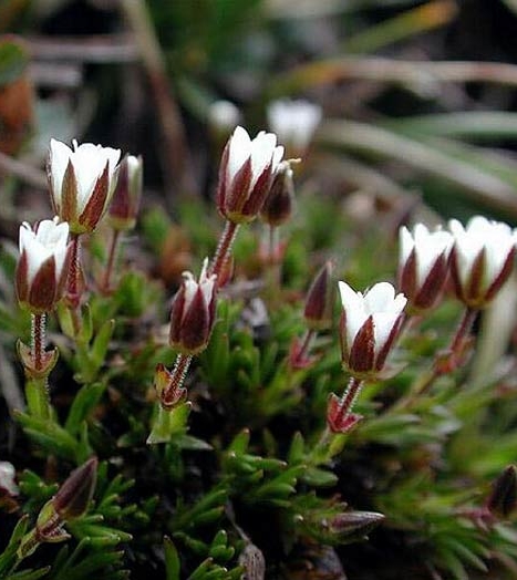 Pflanzenbild gross Krummblättrige Miere - Minuartia recurva