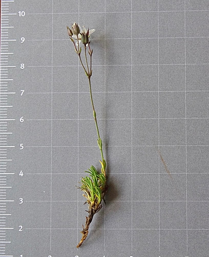 Pflanzenbild gross Krummblättrige Miere - Minuartia recurva