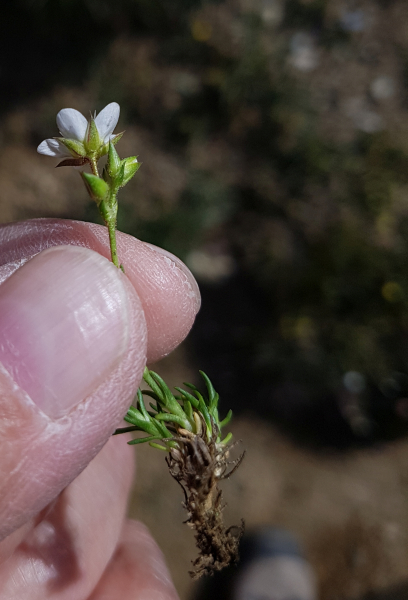 Pflanzenbild gross Krummblättrige Miere - Minuartia recurva
