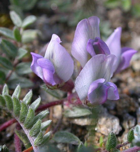 Pflanzenbild gross Schweizer Spitzkiel - Oxytropis helvetica
