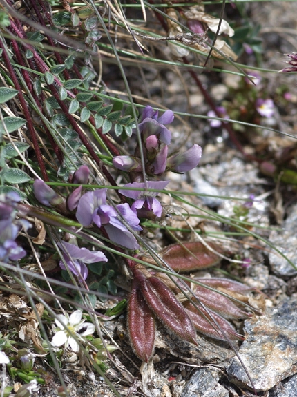 Pflanzenbild gross Schweizer Spitzkiel - Oxytropis helvetica