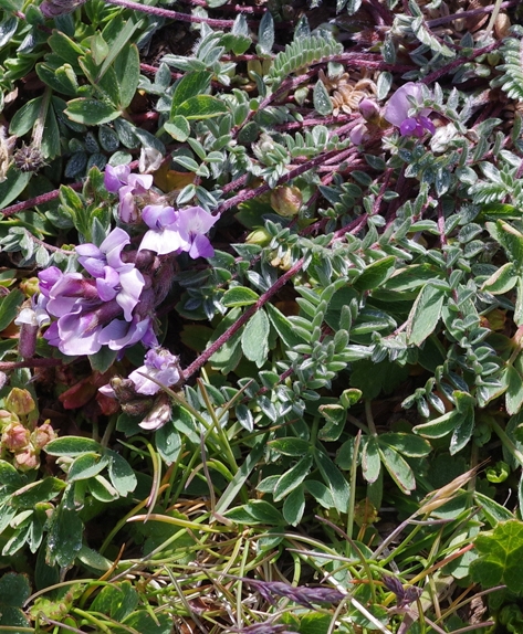 Pflanzenbild gross Schweizer Spitzkiel - Oxytropis helvetica