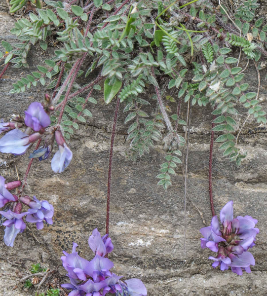 Pflanzenbild gross Schweizer Spitzkiel - Oxytropis helvetica