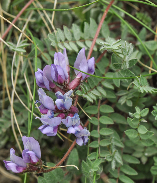 Pflanzenbild gross Schweizer Spitzkiel - Oxytropis helvetica