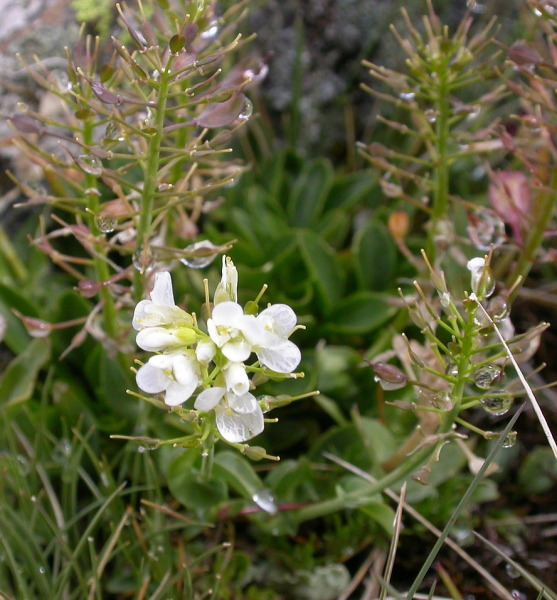 Pflanzenbild gross Matterhorn-Täschelkraut - Thlaspi sylvium