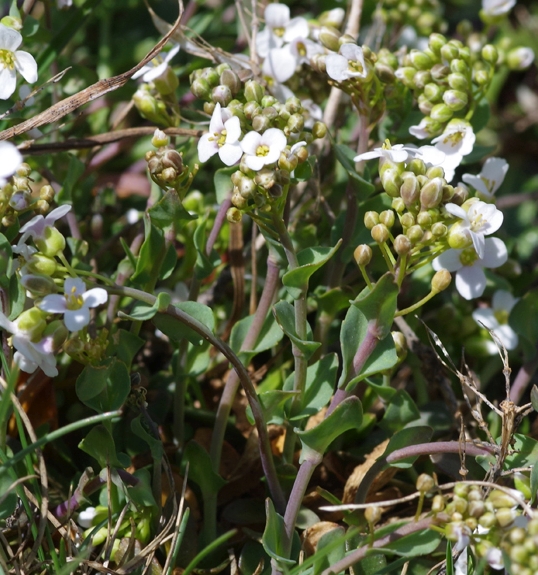 Pflanzenbild gross Matterhorn-Täschelkraut - Thlaspi sylvium