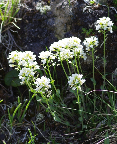 Pflanzenbild gross Matterhorn-Täschelkraut - Thlaspi sylvium