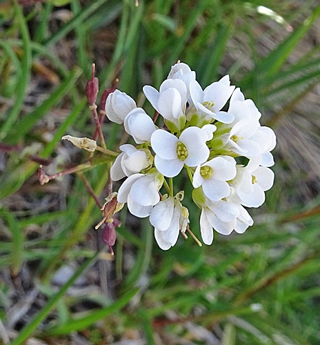 Pflanzenbild gross Matterhorn-Täschelkraut - Thlaspi sylvium