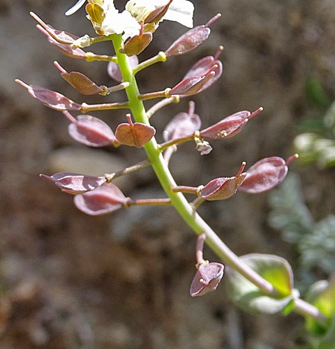 Pflanzenbild gross Matterhorn-Täschelkraut - Thlaspi sylvium
