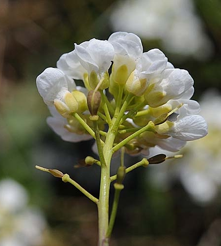 Pflanzenbild gross Matterhorn-Täschelkraut - Thlaspi sylvium