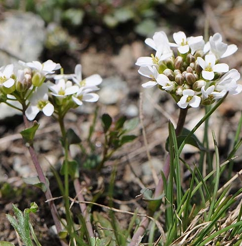Pflanzenbild gross Matterhorn-Täschelkraut - Thlaspi sylvium