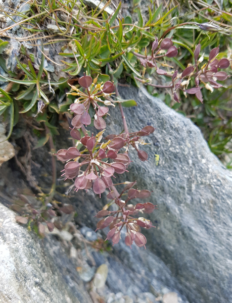 Pflanzenbild gross Matterhorn-Täschelkraut - Thlaspi sylvium